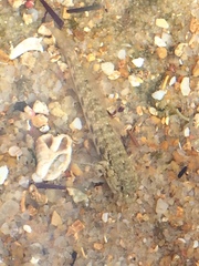 Bathygobius geminatus