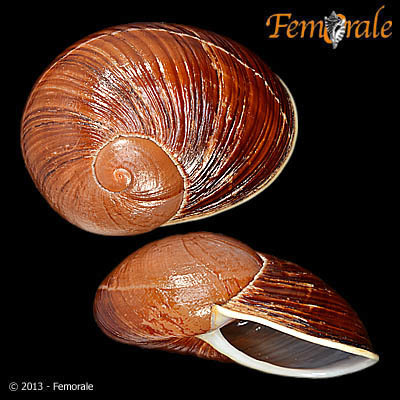 Helicophanta ibaraoensis