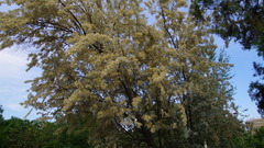 Elaeagnus angustifolia