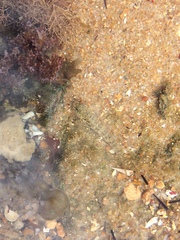 Bathygobius geminatus