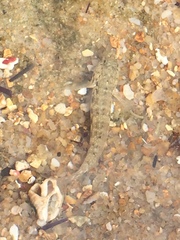 Bathygobius geminatus