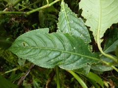 Hedyosmum bonplandianum