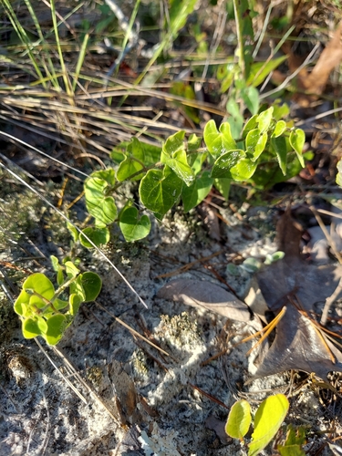 Image of Matelea pubiflora by (c) Athena Philips, some rights reserved (CC BY)