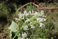 Salvia polystachia