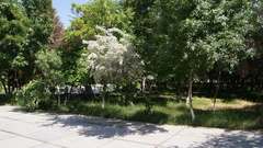 Elaeagnus angustifolia