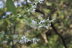 Salvia polystachia