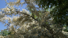 Elaeagnus angustifolia