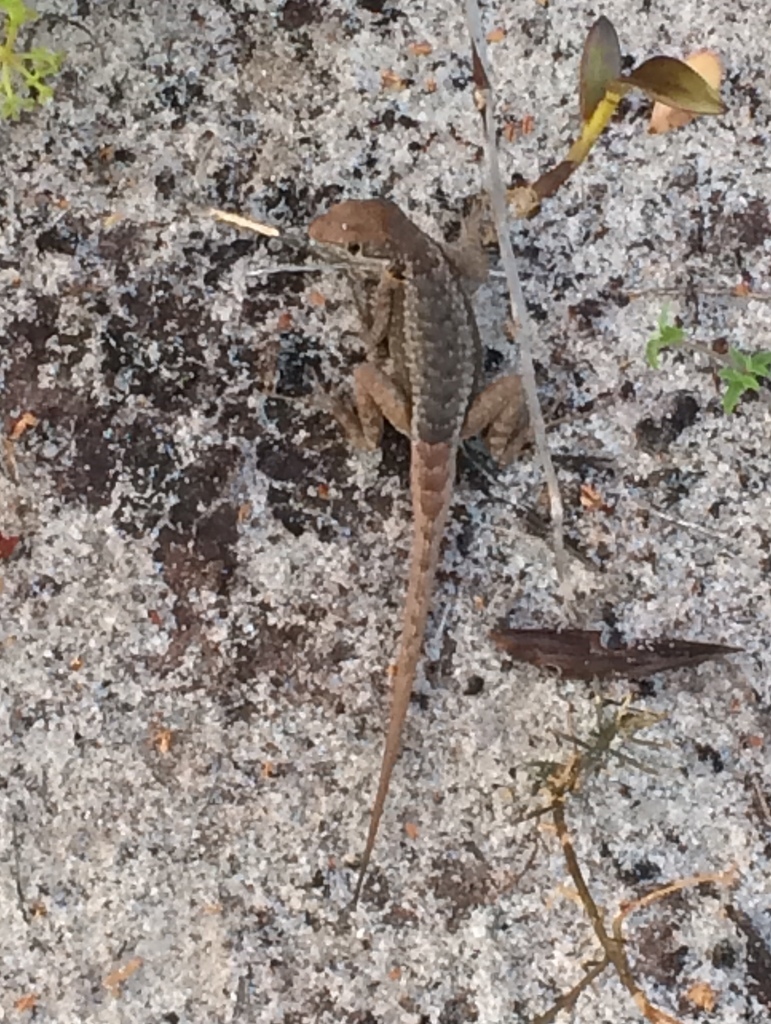 Reinhardt's Lava Lizard