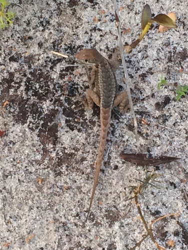 Reinhardt's Lava Lizard