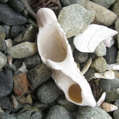Astraea heliotropium