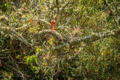 Tillandsia latifolia