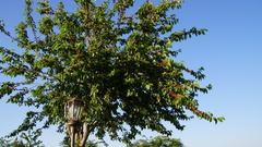 Angiospermae