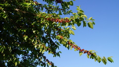 Angiospermae