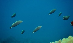 Anampses chrysocephalus