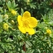 Shrubby Cinquefoil - Photo (c) Олексій, some rights reserved (CC BY-NC), uploaded by Олексій