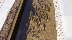 Schizopyge curvifrons