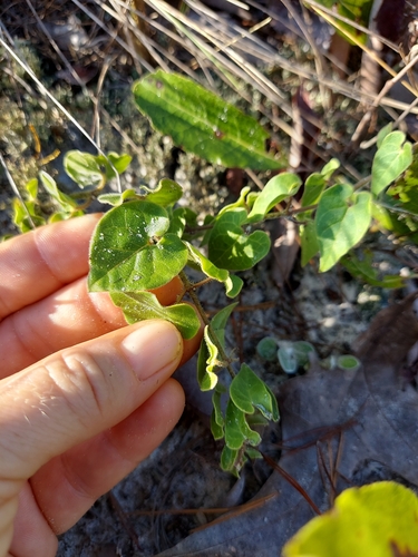 Image of Matelea pubiflora by (c) Athena Philips, some rights reserved (CC BY)