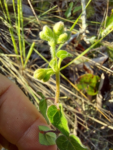 Image of Matelea pubiflora by (c) Athena Philips, some rights reserved (CC BY)
