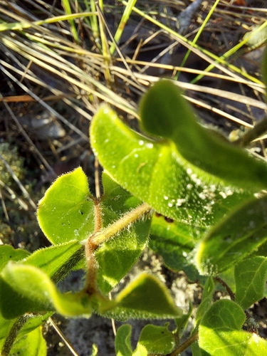 Image of Matelea pubiflora by (c) Athena Philips, some rights reserved (CC BY)