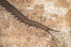 Oroperipatus