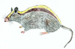 Lowland Chrotomys photo 1
