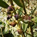 Dendrobium prostheciglossum - Photo (c) gailhampshire, algunos derechos reservados (CC BY)