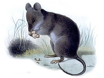 Blazed Luzon Chrotomys (Chrotomys silaceus) — Least Concern Mammalia