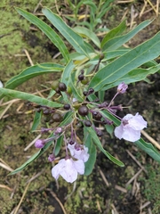 Solanum glaucophyllum