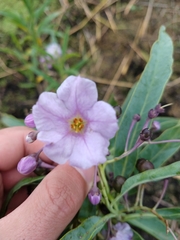 Solanum glaucophyllum