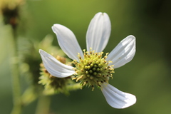 Montanoa frutescens