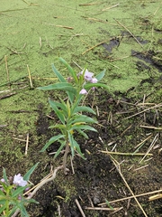 Solanum glaucophyllum