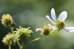 Montanoa frutescens