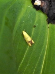 Gymnobathra flavidella