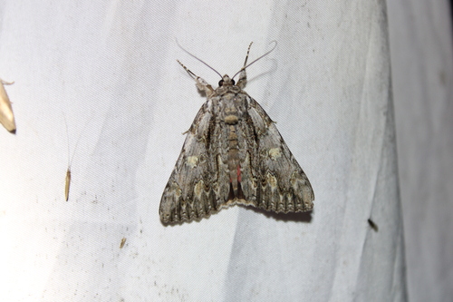 Scarlet Underwing photo 5