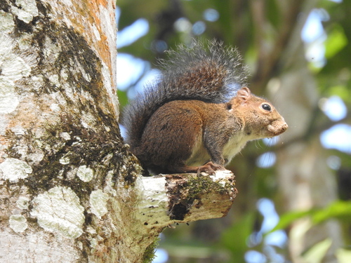 Deppe's Squirrel