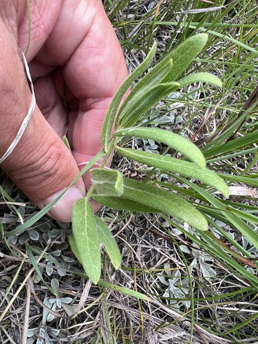 woolly milkweed