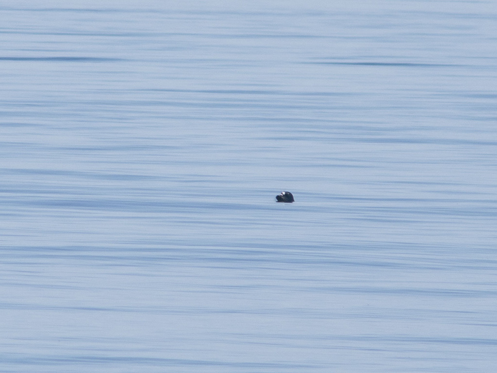 Baikal seal head above the calm blue surface of the lake