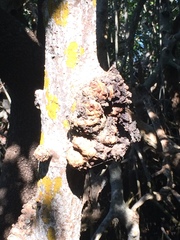 Cylindrocarpon didymum