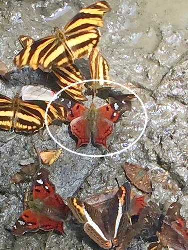 Hypanartia lindigii