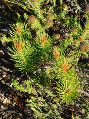 Protea subulifolia