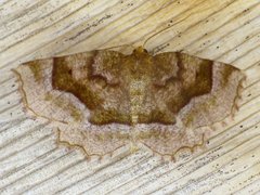 Metarranthis refractaria