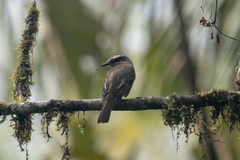 Myiodynastes hemichrysus