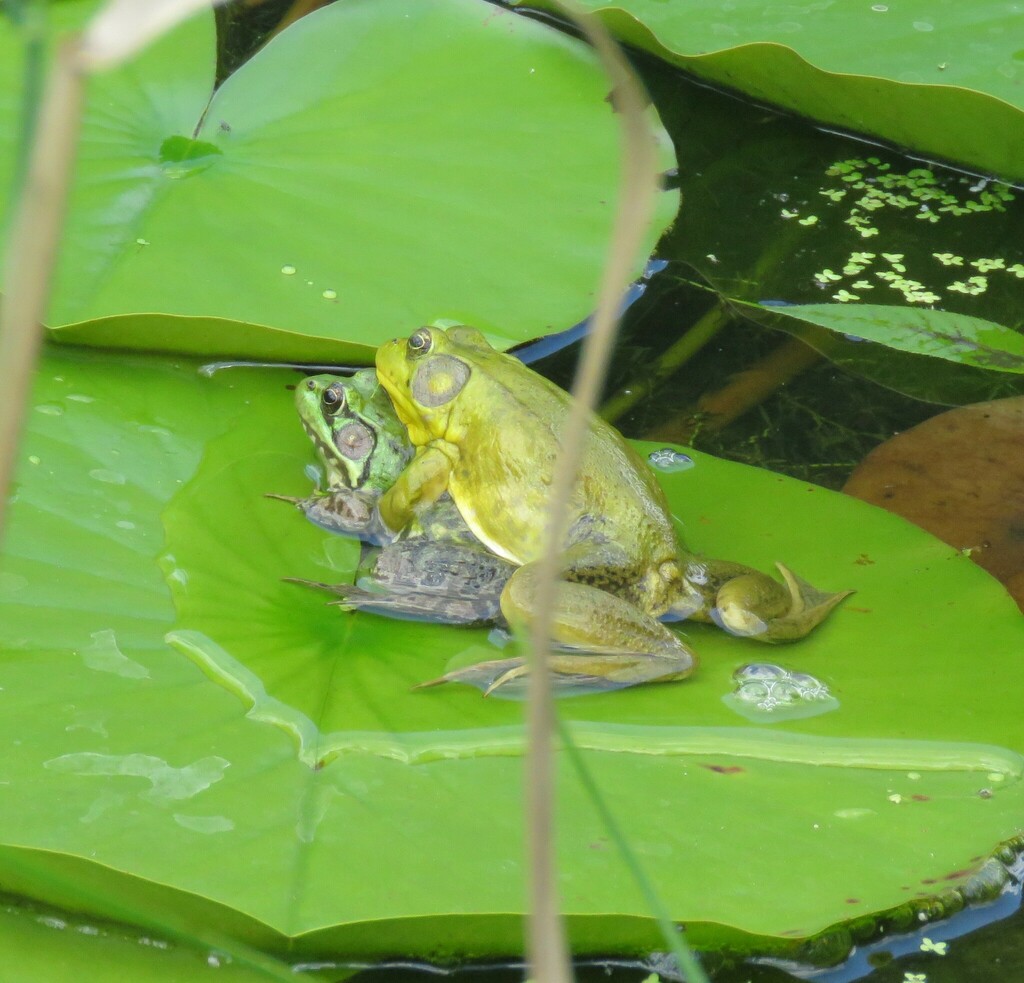 American Water Frogs from 431 E Rd, Milton, VT 05468, USA on July 19