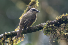 Myiodynastes hemichrysus