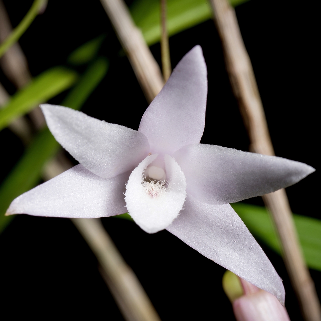 Dendrobium leptocladum Hayata