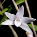 Dendrobium leptocladum - Photo (c) snotch, algunos derechos reservados (CC BY)