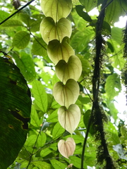 Dioscorea racemosa