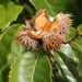 Castanea dentata × mollissima - Photo (c) Randy A Nonenmacher,  זכויות יוצרים חלקיות (CC BY), הועלה על ידי Randy A Nonenmacher