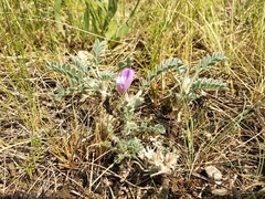 Astragalus testiculatus