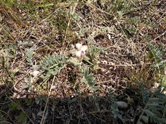 Astragalus testiculatus